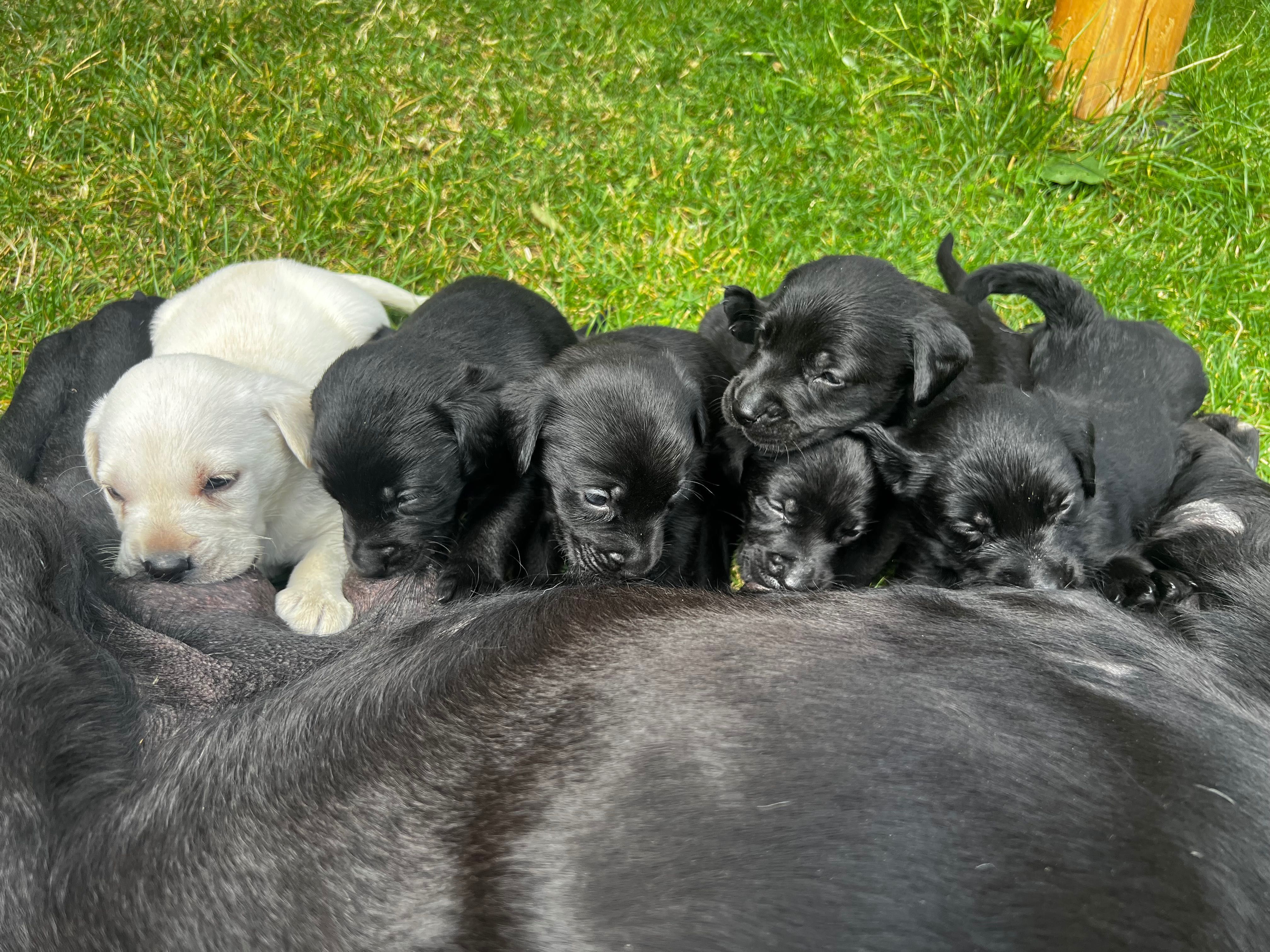 Labrador oddam w dobre ręce