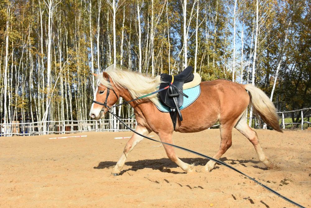 Ogier haflinger z licencją 3 lata