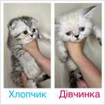 Кошенята шотландців