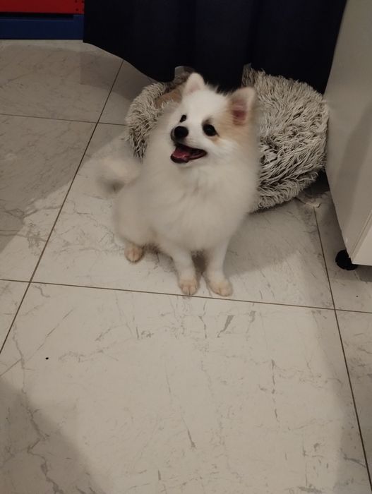 Szpic miniaturowy piesek