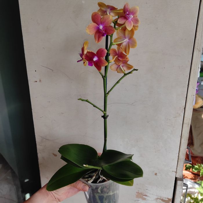 Ароматна орхідея Бронзовий Будда