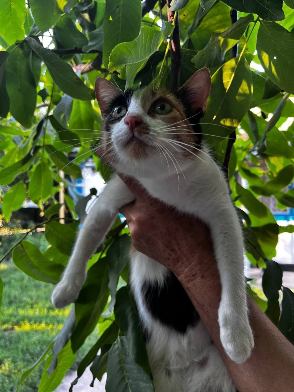 Котик,кицька,кошенята,кіт