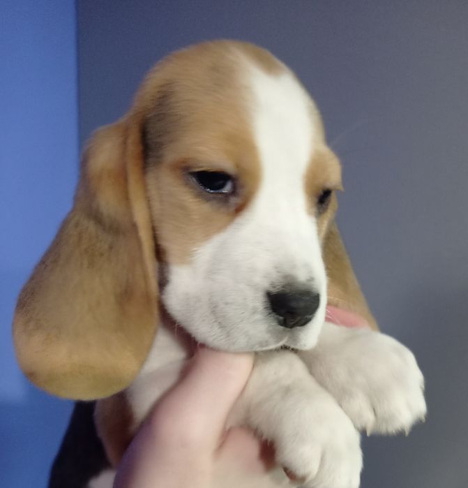 Біглюшки 2,5 місяці