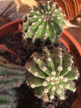Kaktus echinopsis