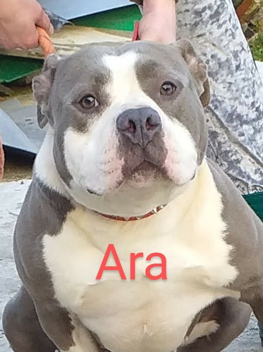 American bully pocket suczka