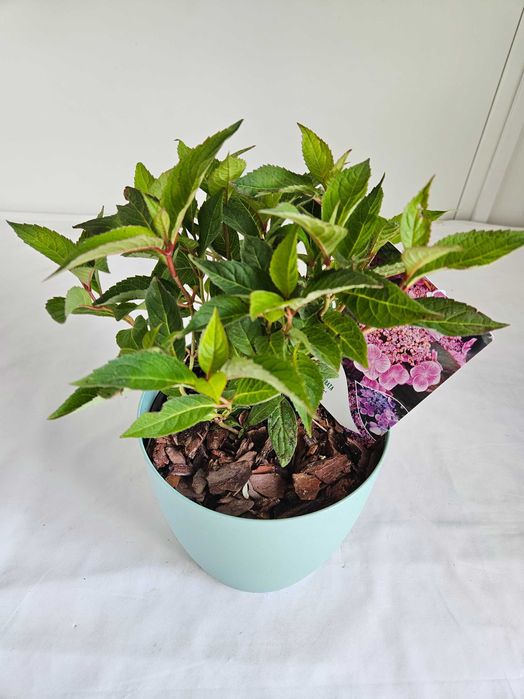 Hortensja bukietowa Blue Clouds 30cm C2 – krzew ozdobny + nawóz gratis