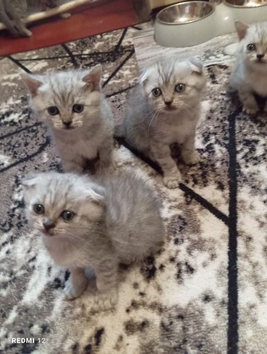 Шотландские котята