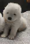 Samoyed ZKwP / FCI śnieżnobiały, rodzinny, badania