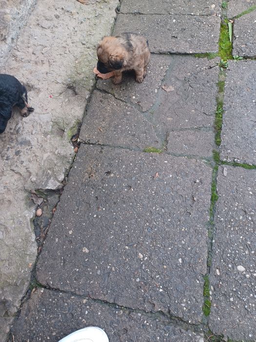 Suczki York mix maltańczyk