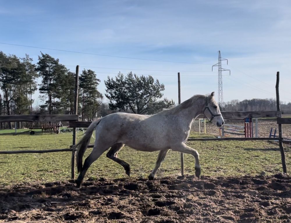 Piękna klacz KWPN do hodowli