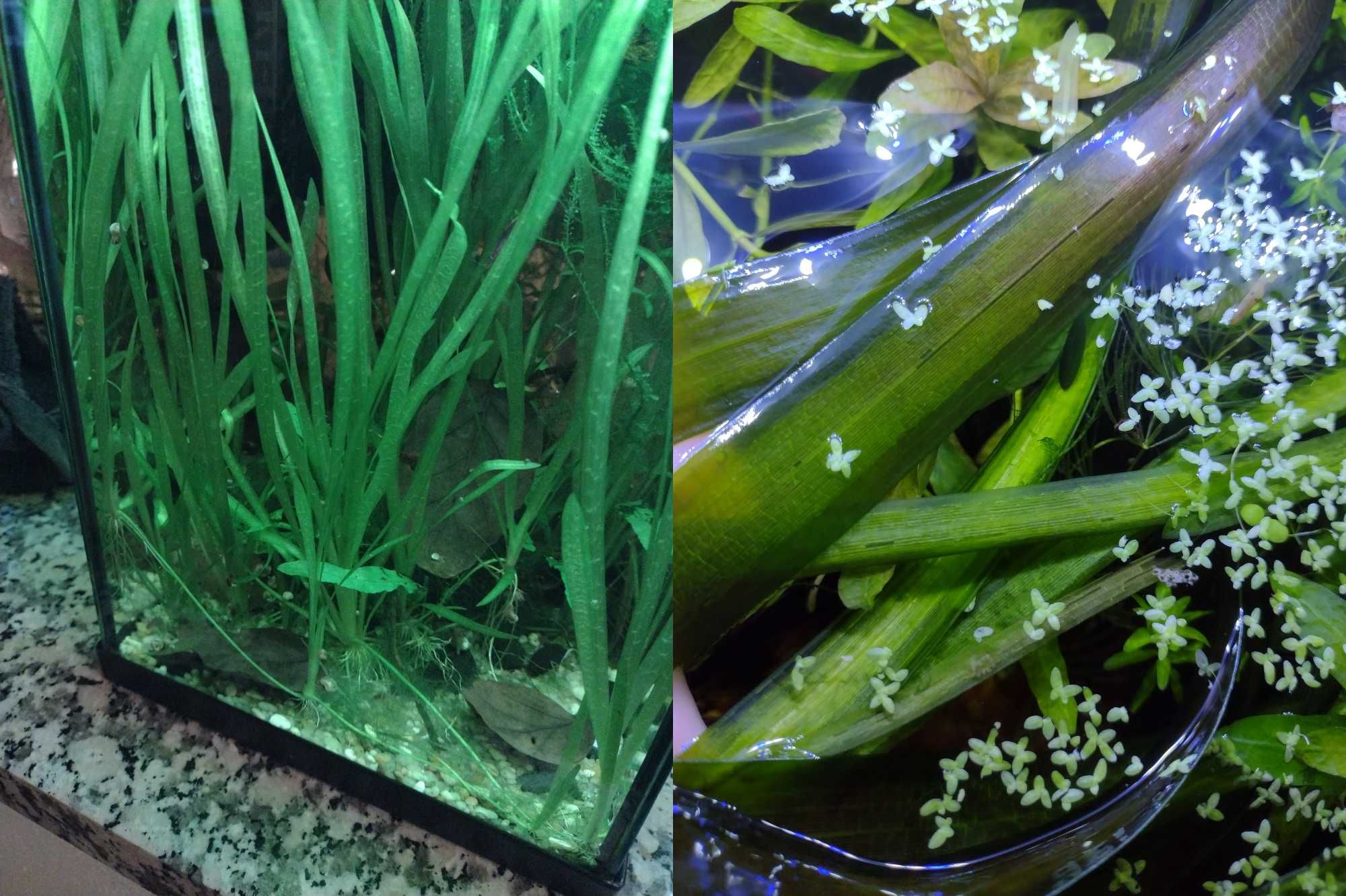 15 espécies de plantas aquáticas (faço envios)
