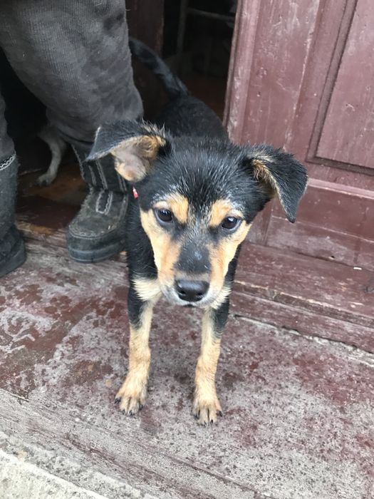 Цуценя віддам в добрі руки