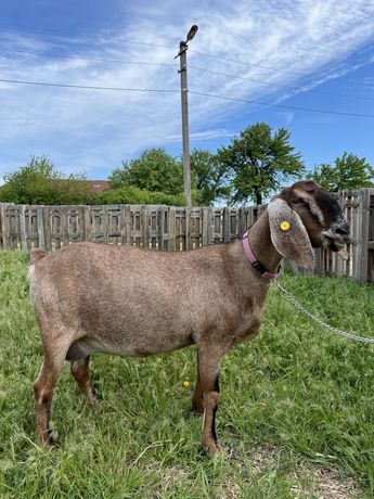 Продам чистопородні англо нубійські  кози