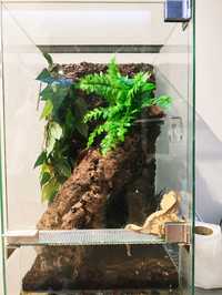 Gekon orzęsiony z terrarium