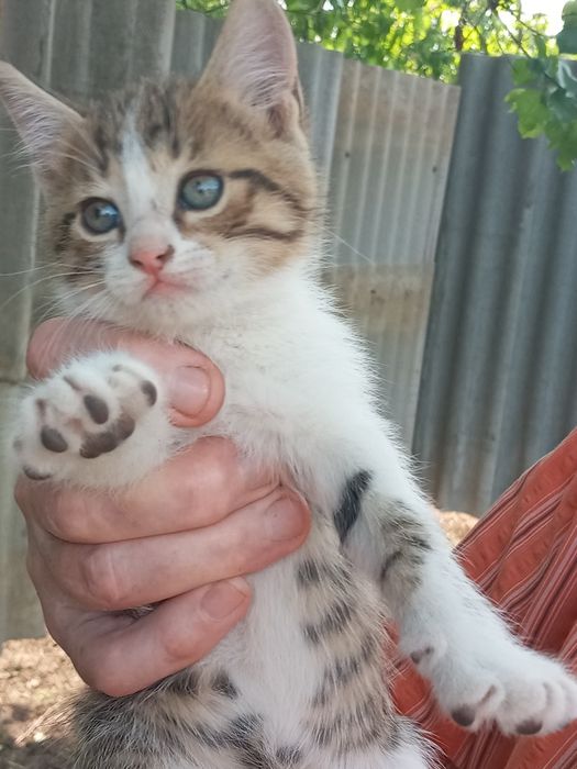 Котята порода Американские Тигровые Крысоловы ищут дом