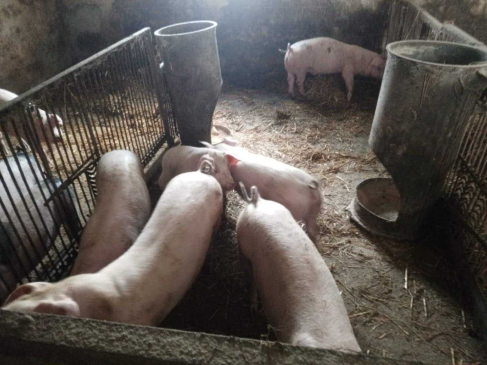 Sprzedam świnie.