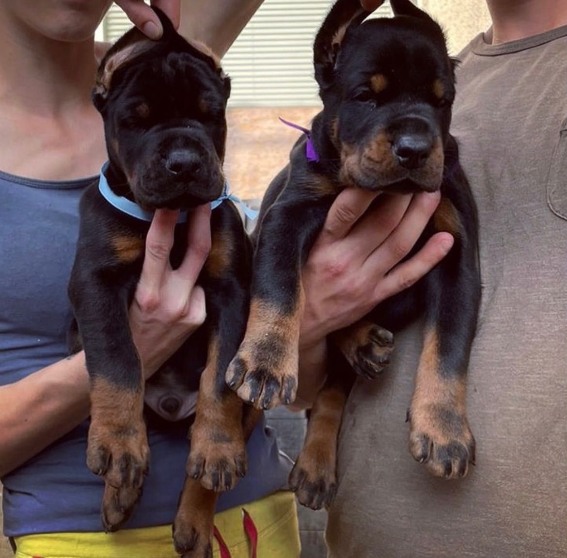 Doberman szczeniak do rezerwacji