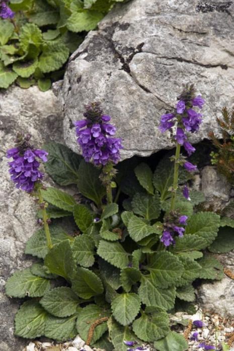 Horminum pirenejskie bylina sadzonka