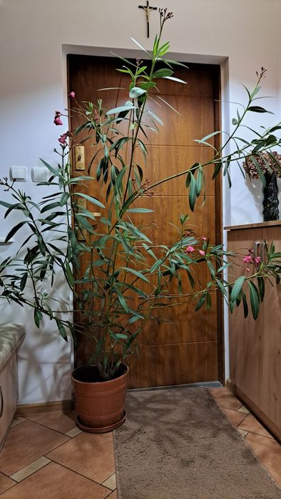 Kwiat doniczkowy, duży. Oleander różowy podwójny 165cm wysokość