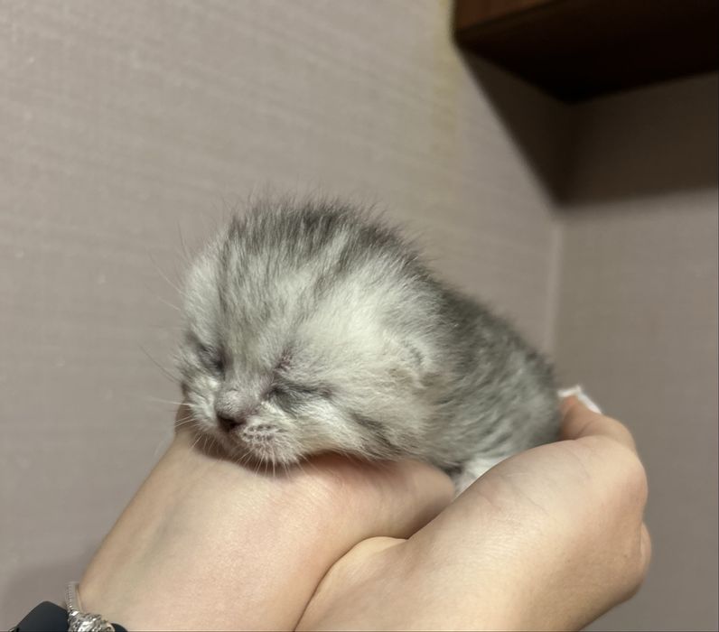 Кошеня хлопчик віскас