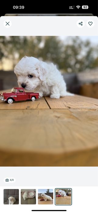 Teddy мальтипу мальтіпу Мальтезе., Ведмедикu