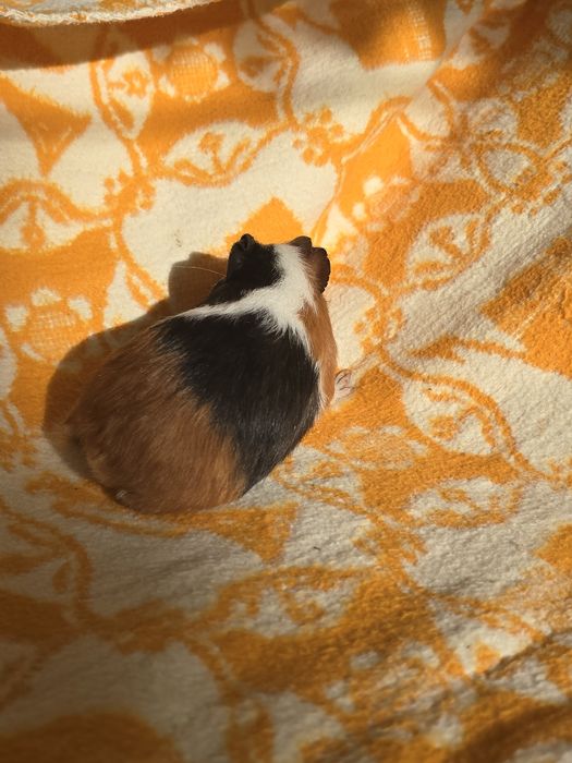 Świnki morskie/kawia domowa młode