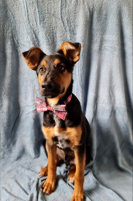 Towarzyski szczeniak do adopcji