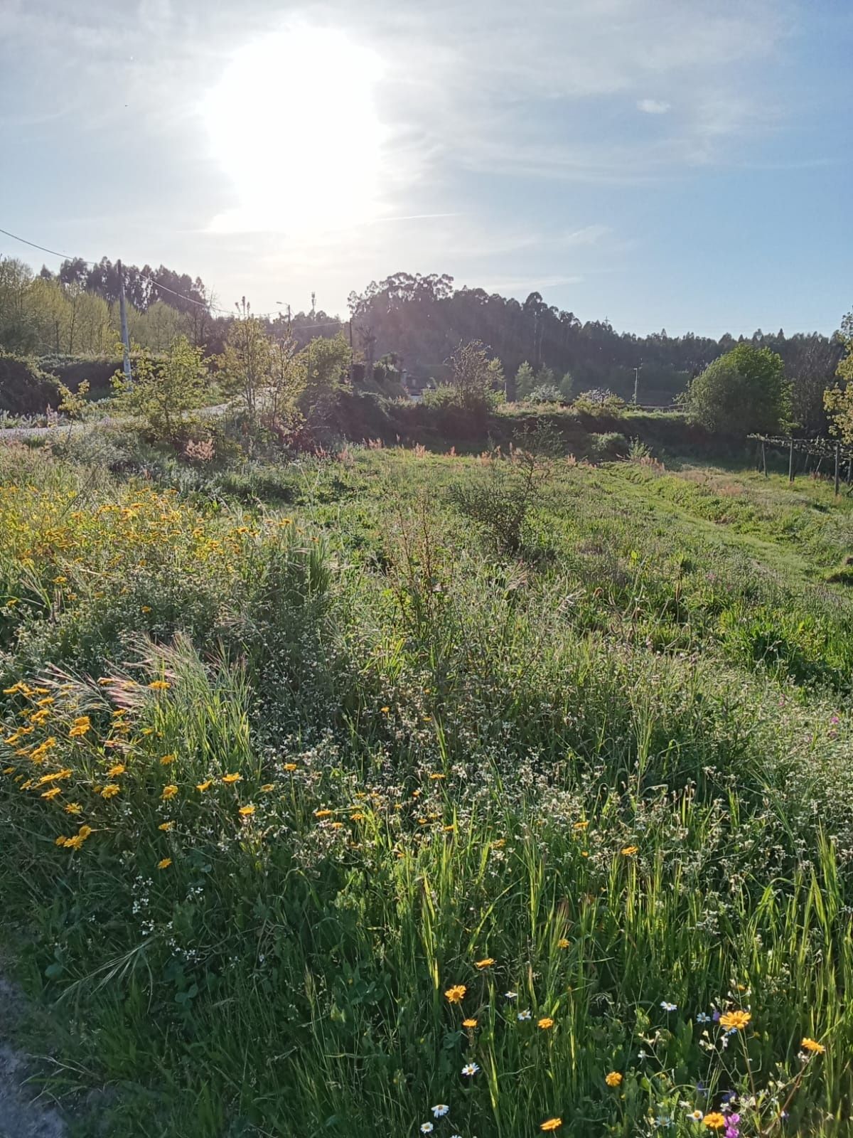 Terreno plano em Revinhade, Felgueiras