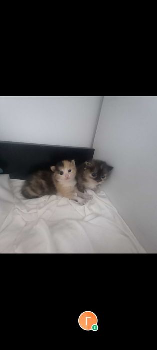 Безкоштовно!  Корзина  щастя!