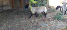 Ovelhas  Suffolk
