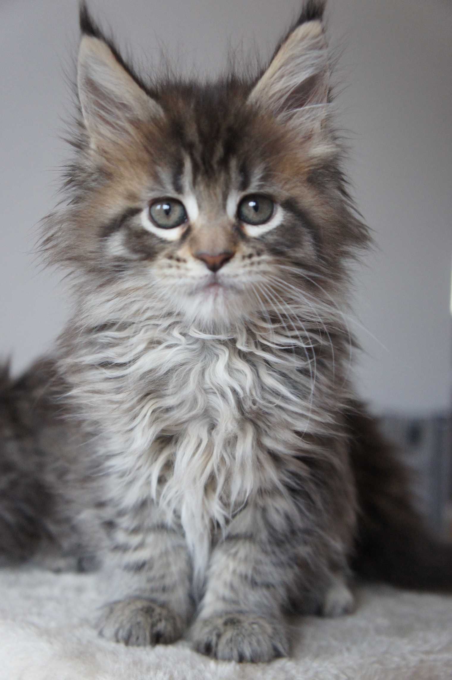 FPL - koteczka  Maine Coon -  GOTOWA