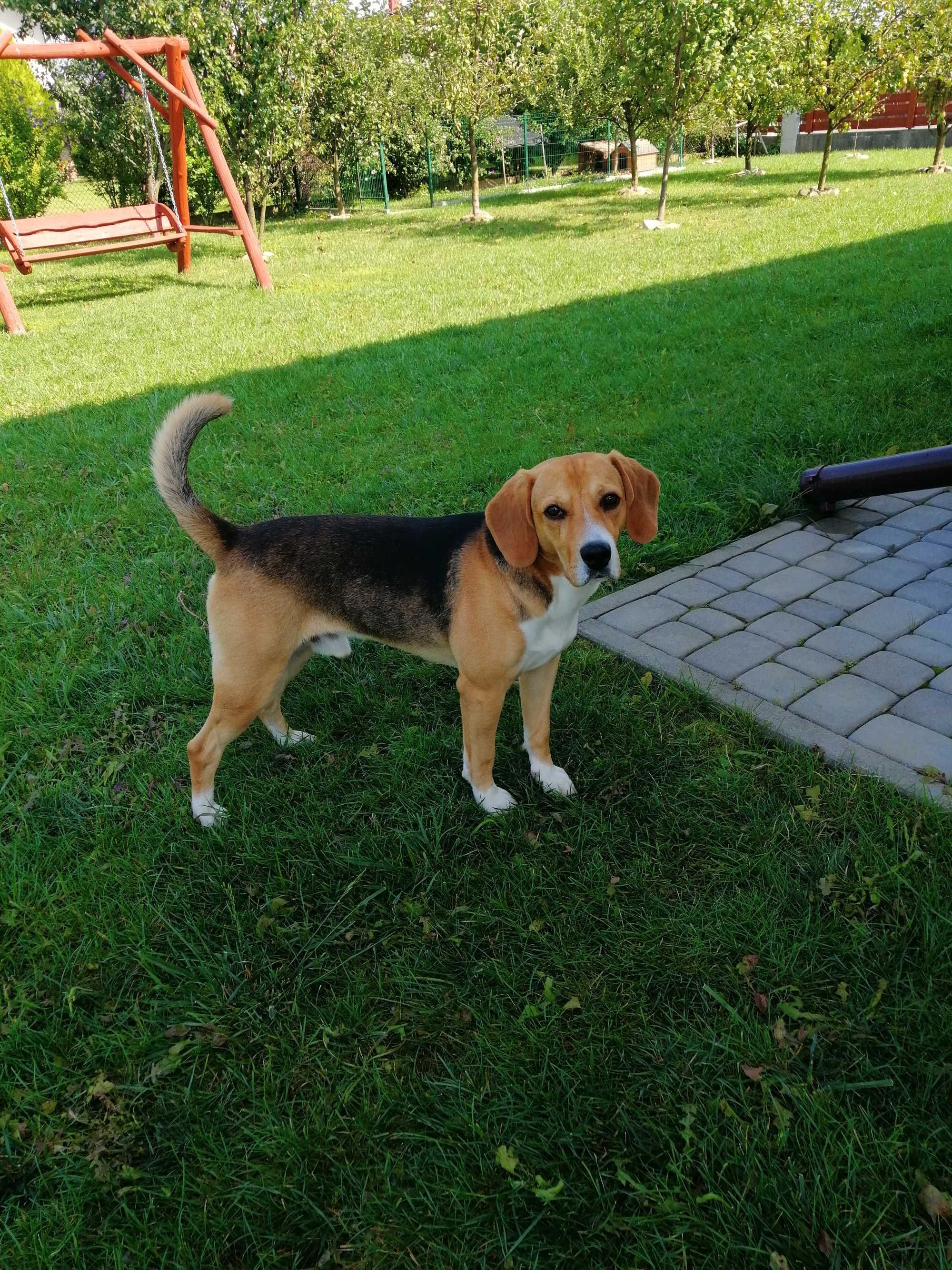 Zaginął: beagle (Ostrów - Wierzchosławice)