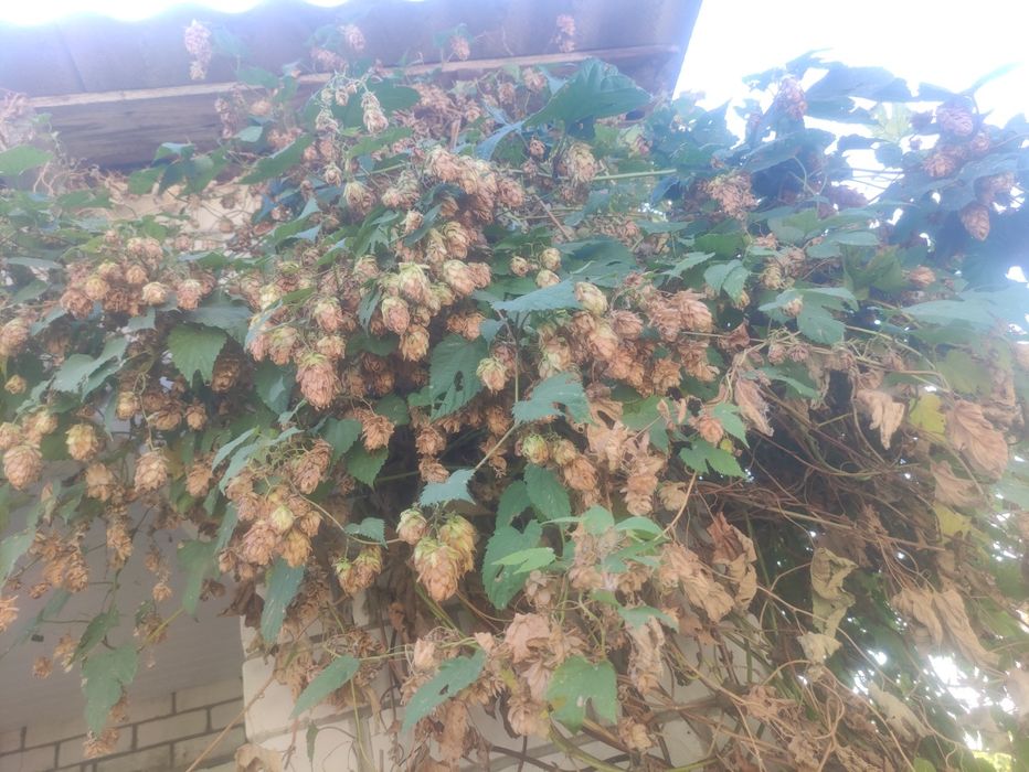 Обмен цветов,хмель