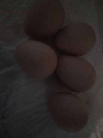 Jaja lęgowe perliczki