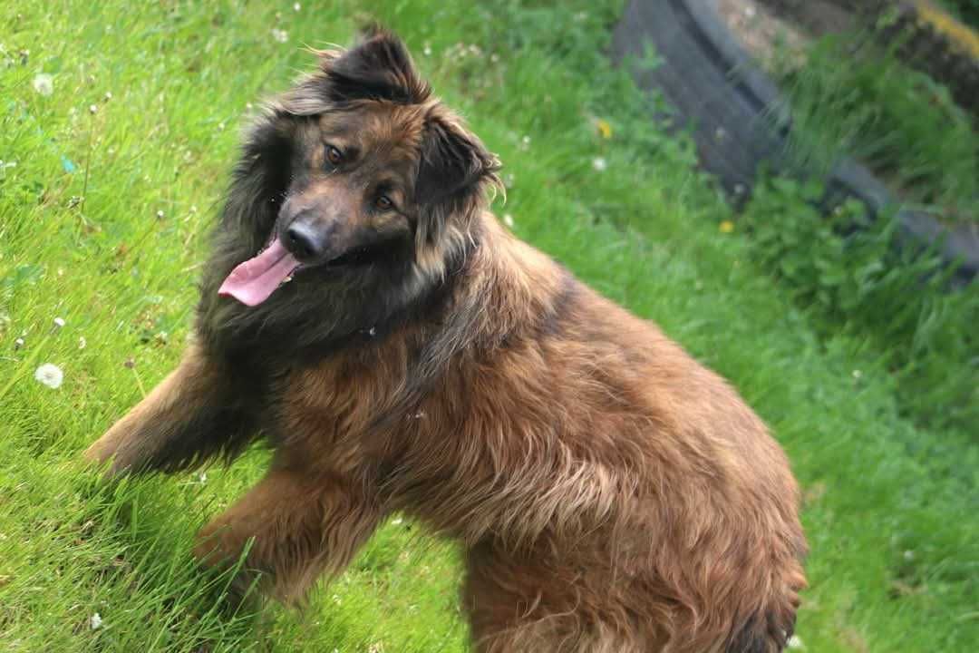 LUK szuka domu. Adoptuj