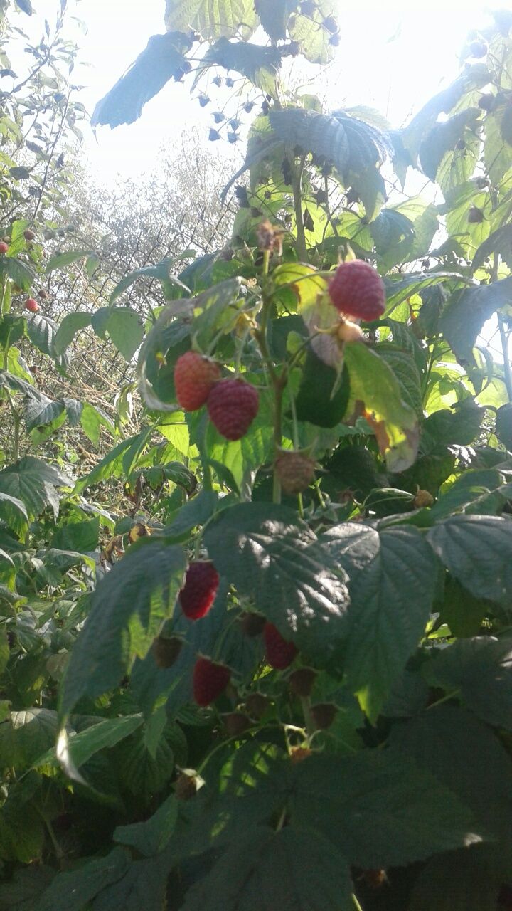 Малина велика ягода саджанці