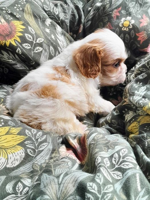 Cavalier King Charles Spaniel  ZKwP FCI malutki piesek MACZEK