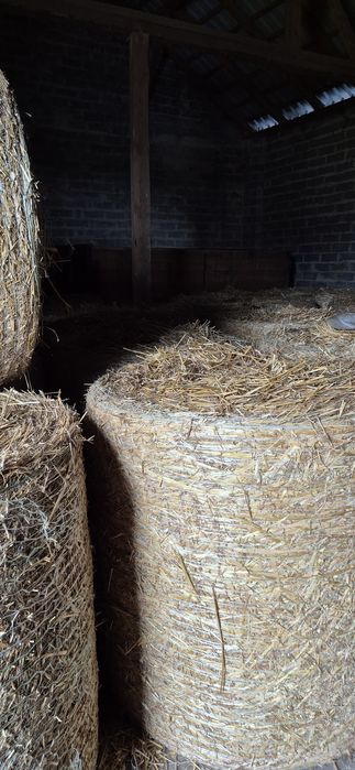 Słoma owsiana  tegoroczna