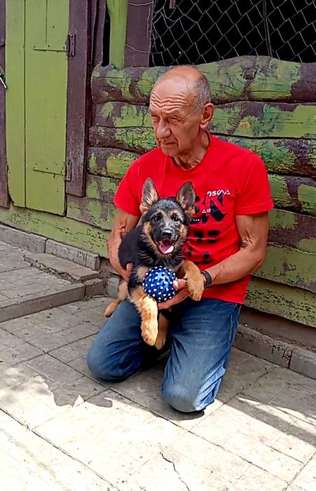 Две роскошные суки из питомника по 2,5 мес.