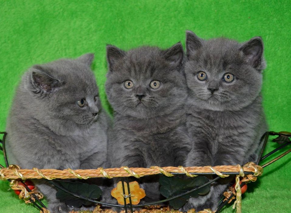 Котята британские плюшки