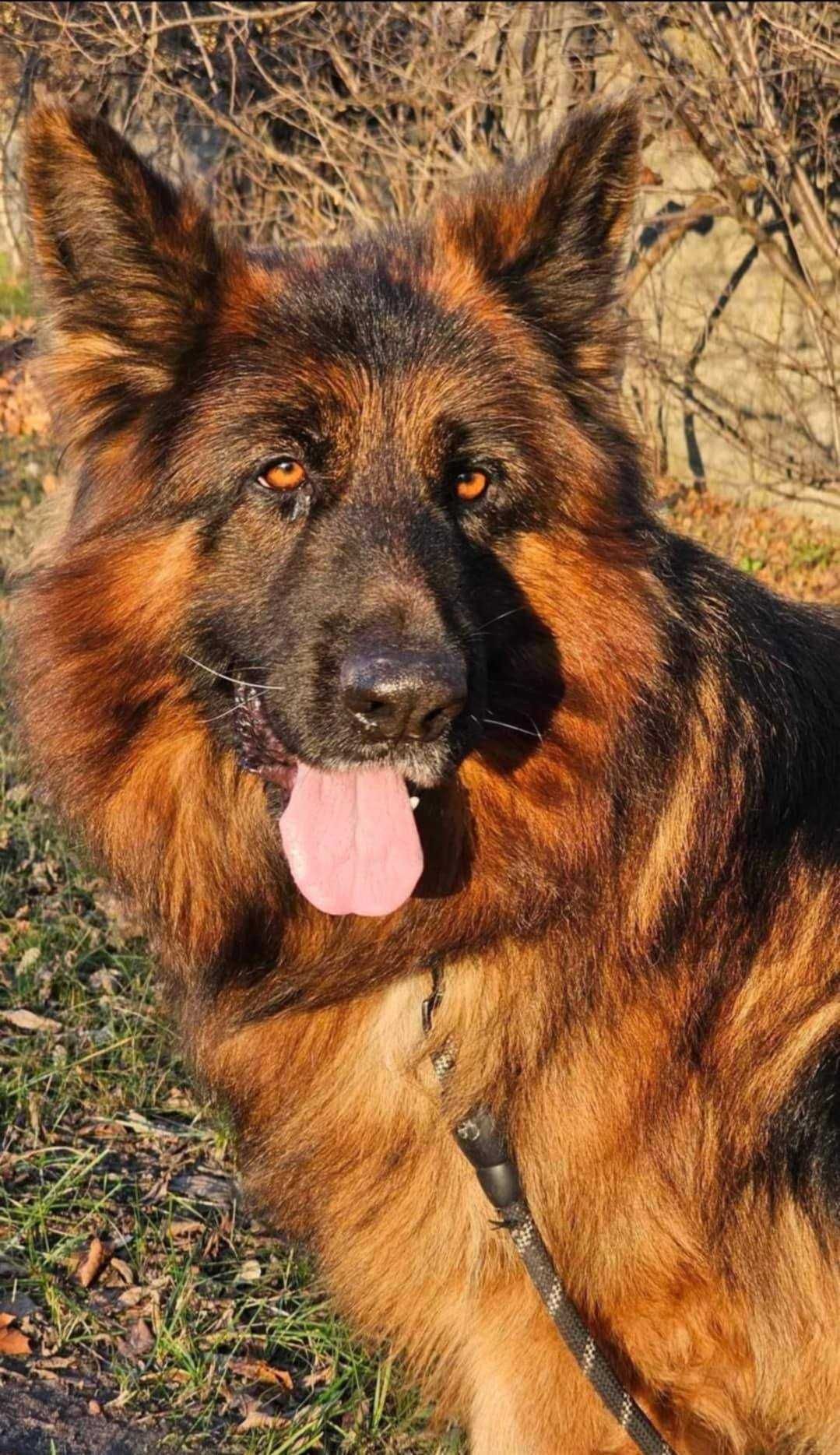 Ares jest dostojnym i mądrym 5 letnim psem