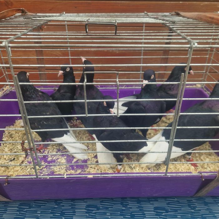 Wyszfance kończate czarne, czerwone