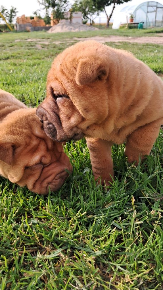 Śliczna suczka shar pei