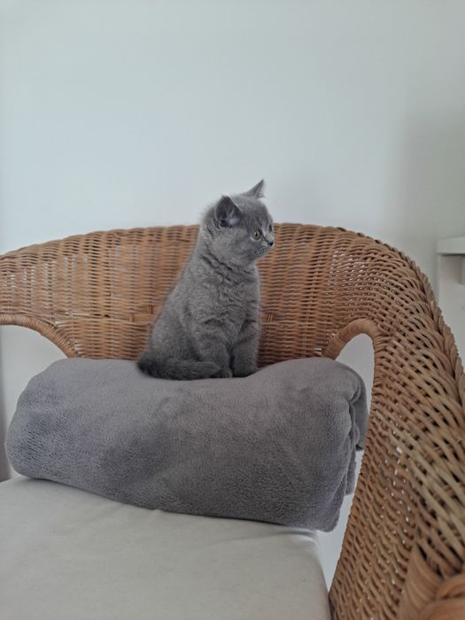 Kot brytyjski krótkowłosy niebieski Kocurek