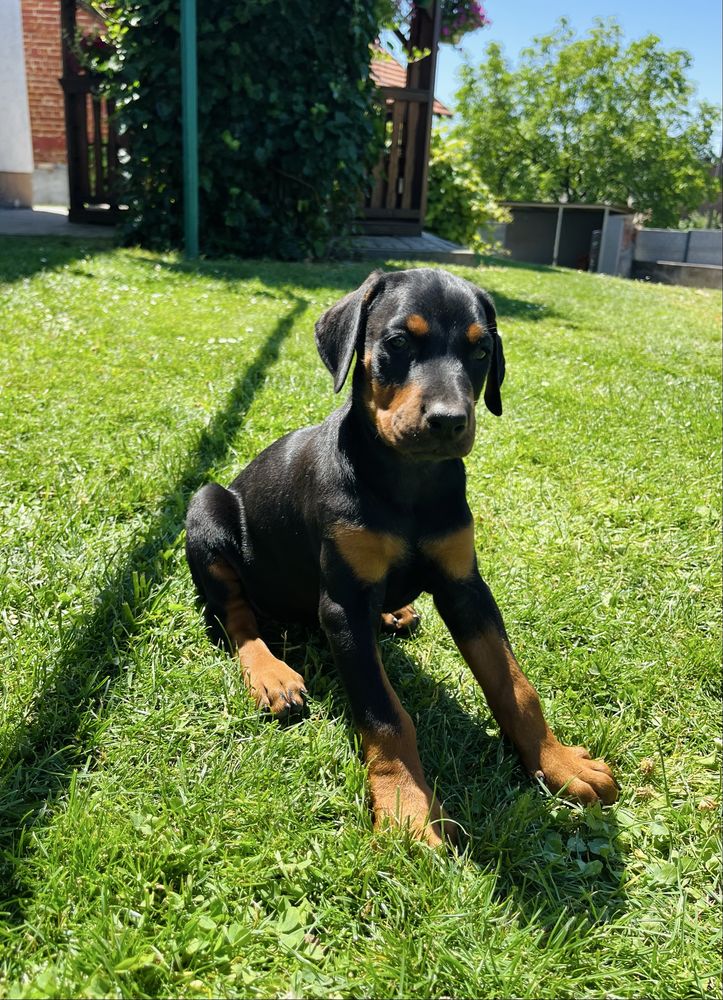 Doberman szczeniak!! Gotowy do odbioru!