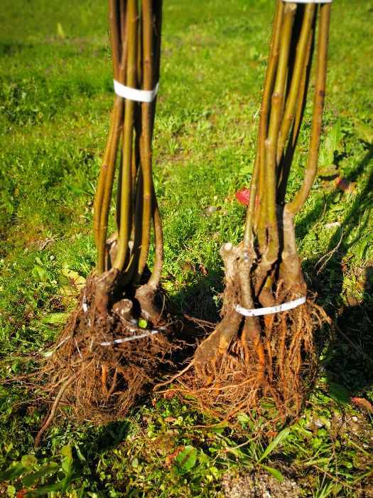 Castanheiros Bravos e Enxertados