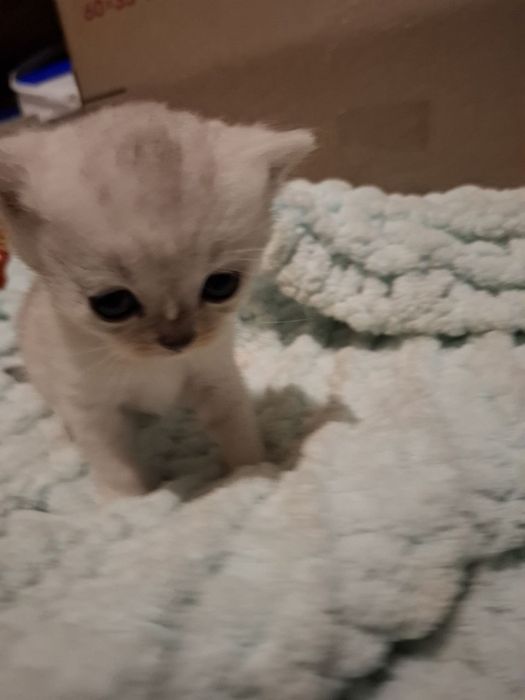 Чистокровная шотландска прямоуха,девочка