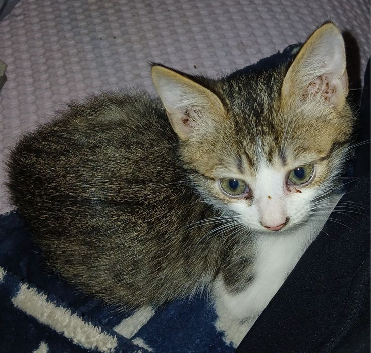 Отдам котенка от веслоухой кошки