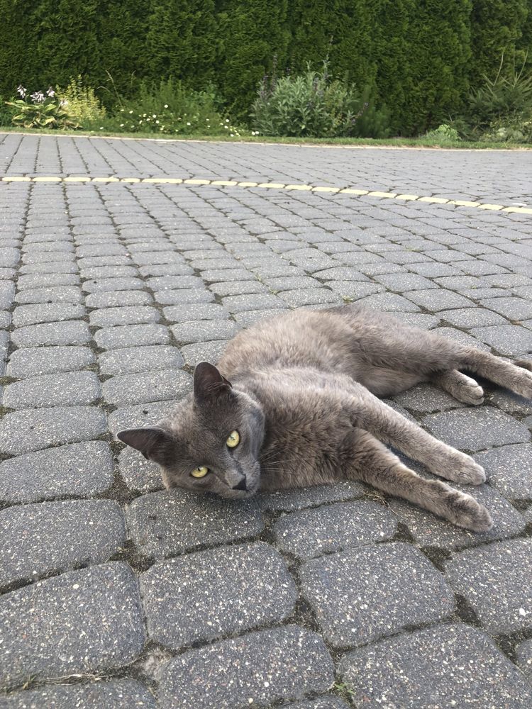 kot kotek rosyjski niebieski