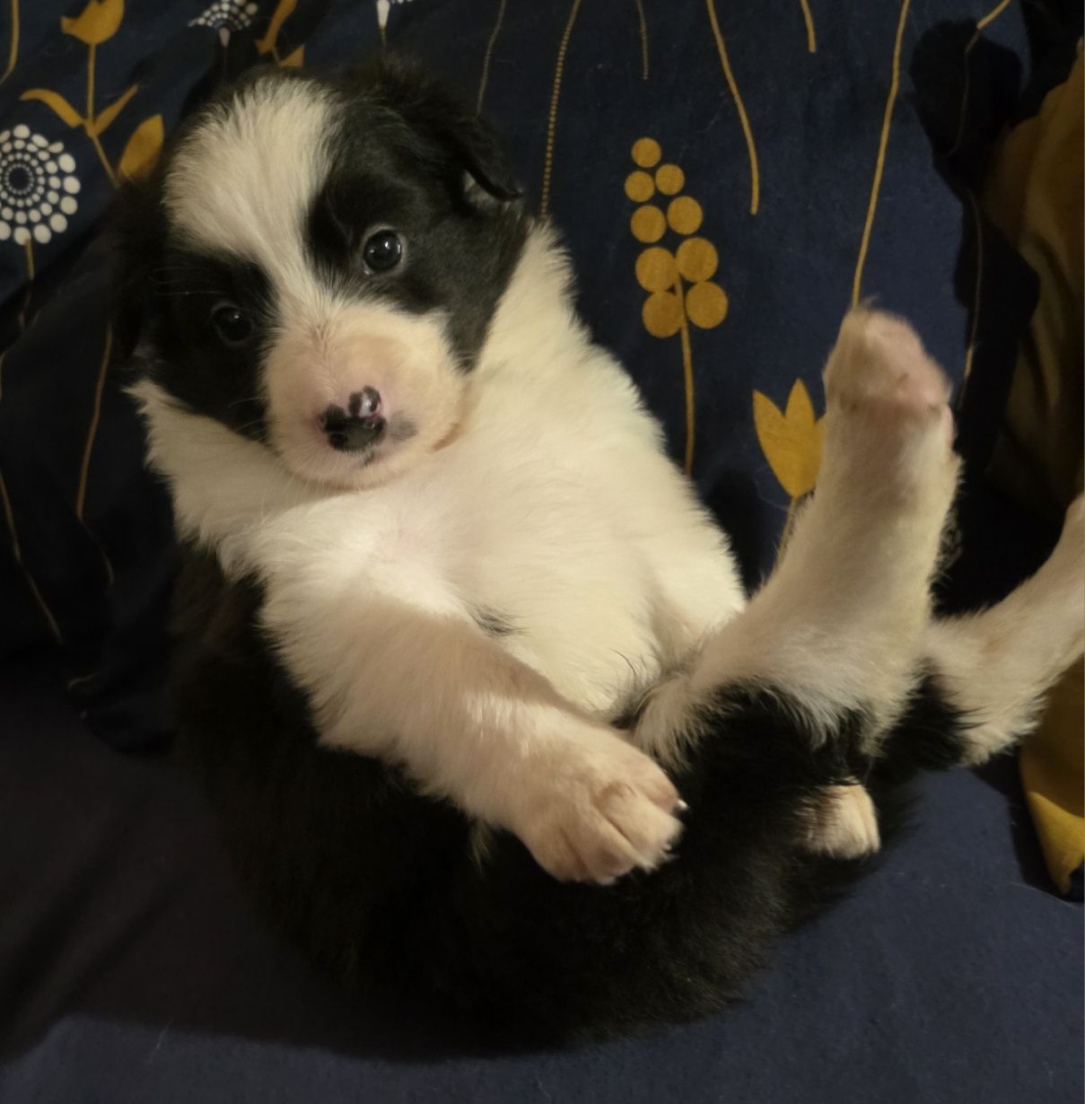 Suczka Border Collie